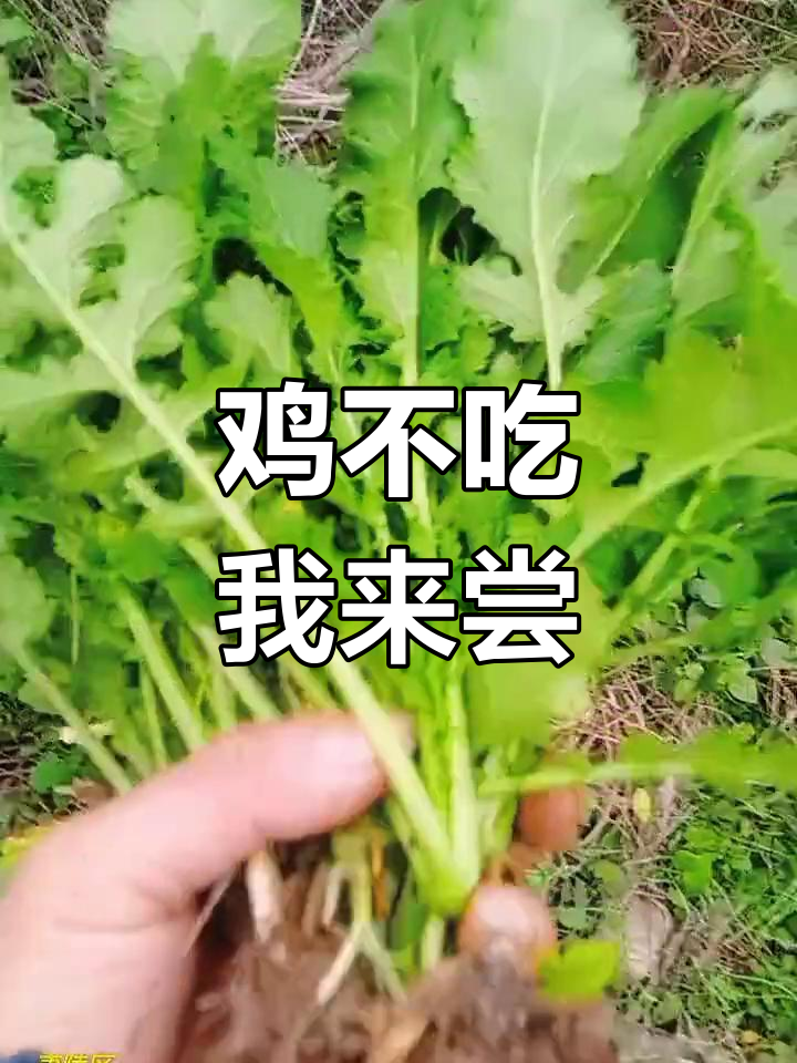 深山野菜新吃法,鸡不爪怎么做?