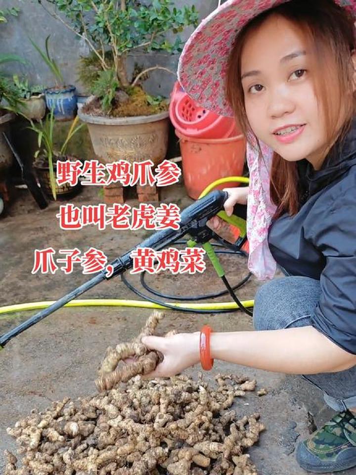 野生黄精的别名还有老虎姜、鸡爪参等多种叫法