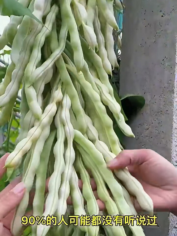白不老九粒白芸豆