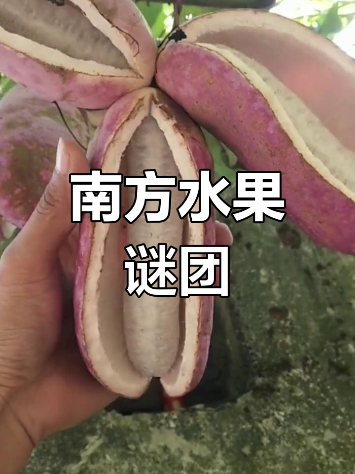 南方水果大揭秘,你知道它们的名字吗?