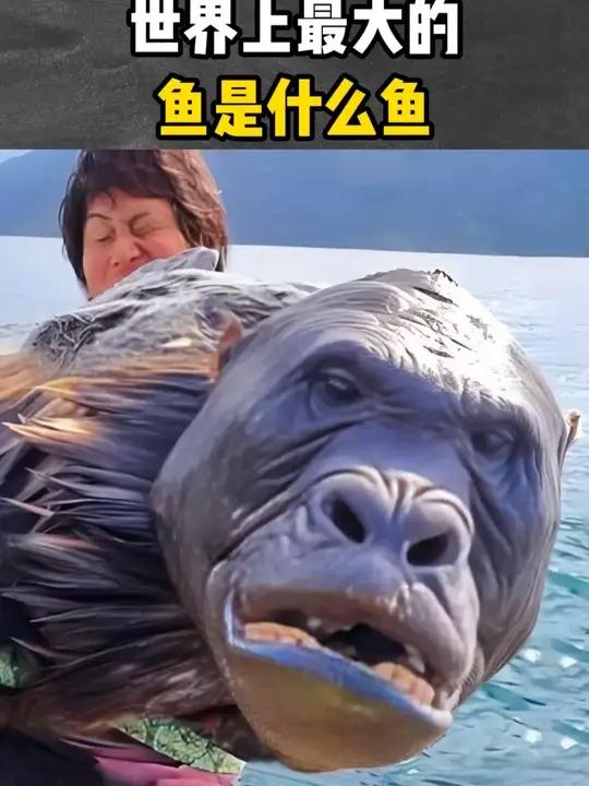 世界上最大的鱼是什么鱼