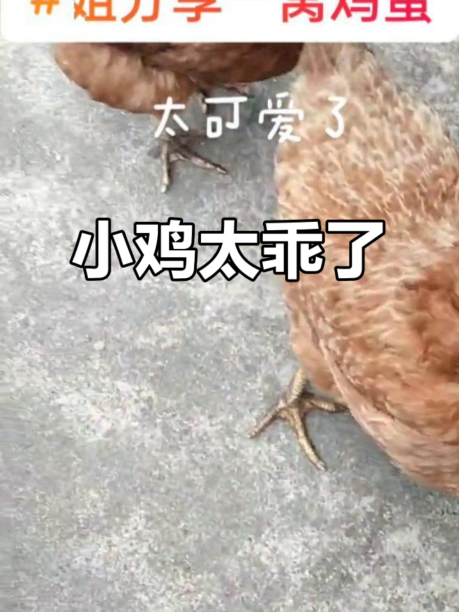 呆萌小鸡日常,乖巧可爱惹人爱