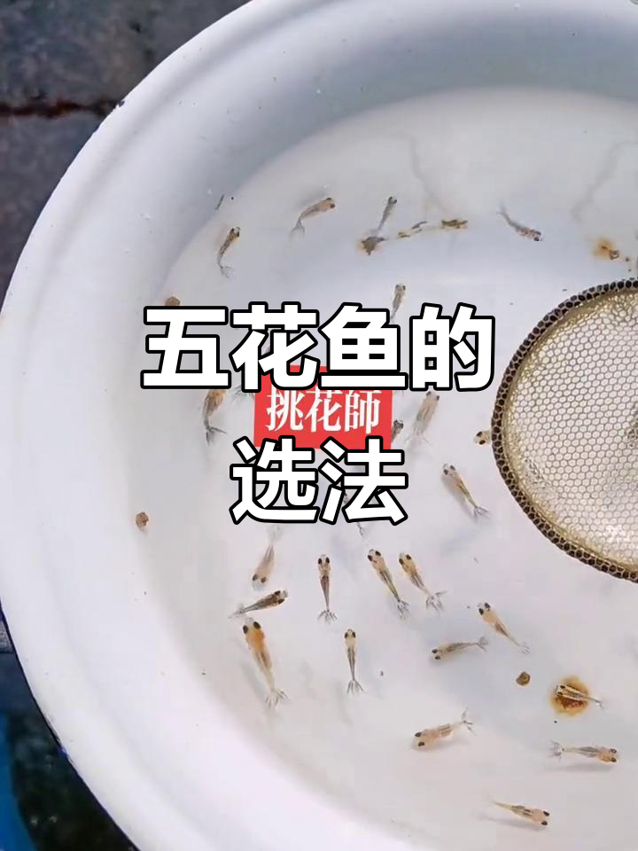 如何挑选五花鱼?从尾巴到青皮全解析