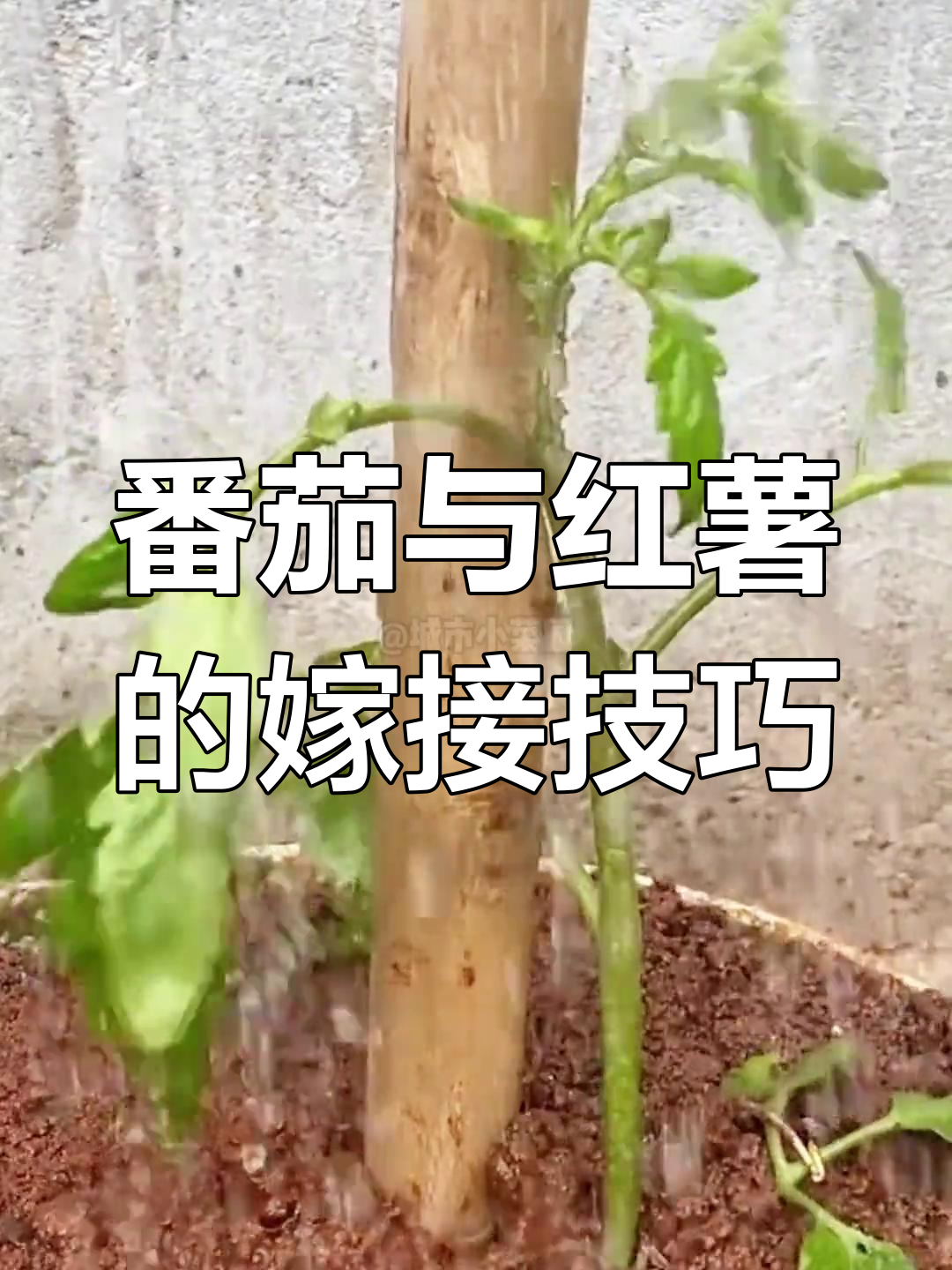 番茄嫁接红薯,一招搞定两种蔬菜