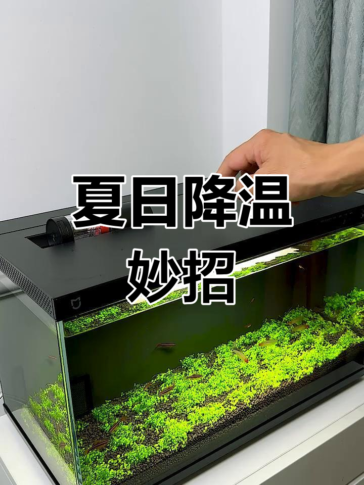 夏季高温,给鱼缸加个支架和过滤,双重散热更清凉!