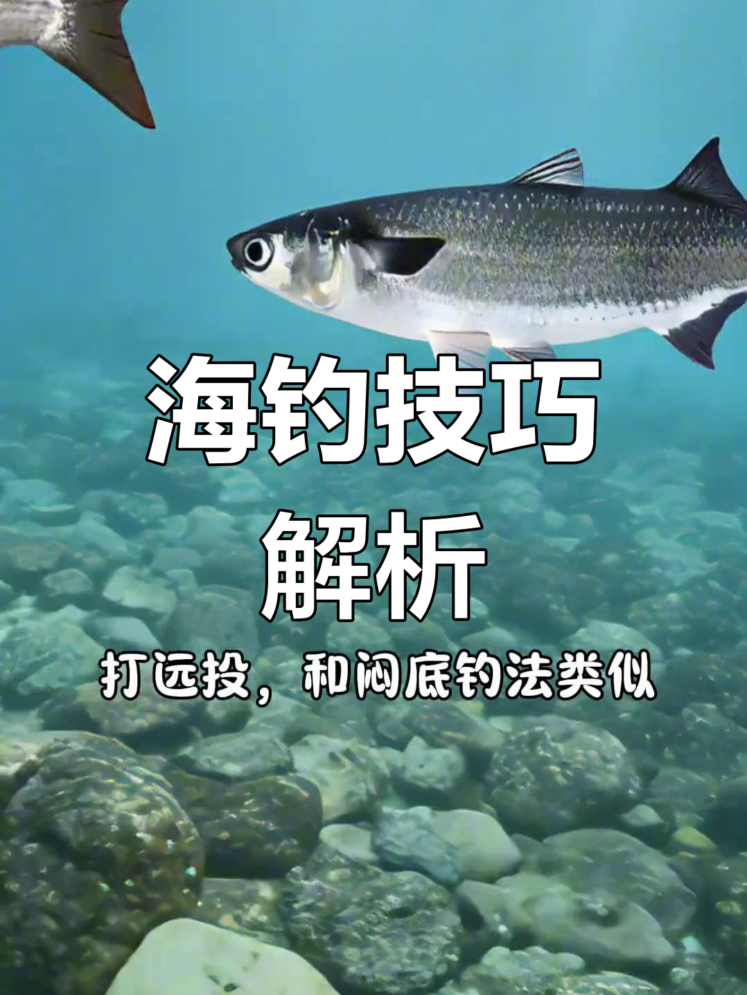 钓梭鱼鲻鱼的技巧,红眼黄眼区分清楚