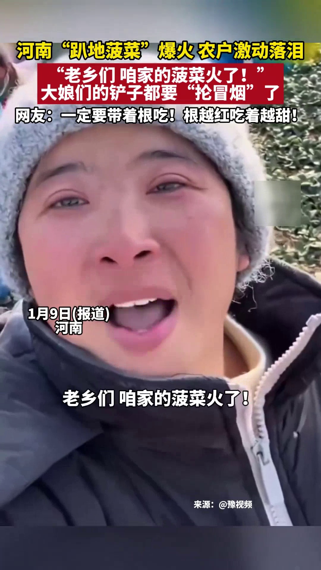 河南“趴地菠菜”爆火1天卖2万多斤！农户激动落泪：大娘们铲子都要抡冒烟