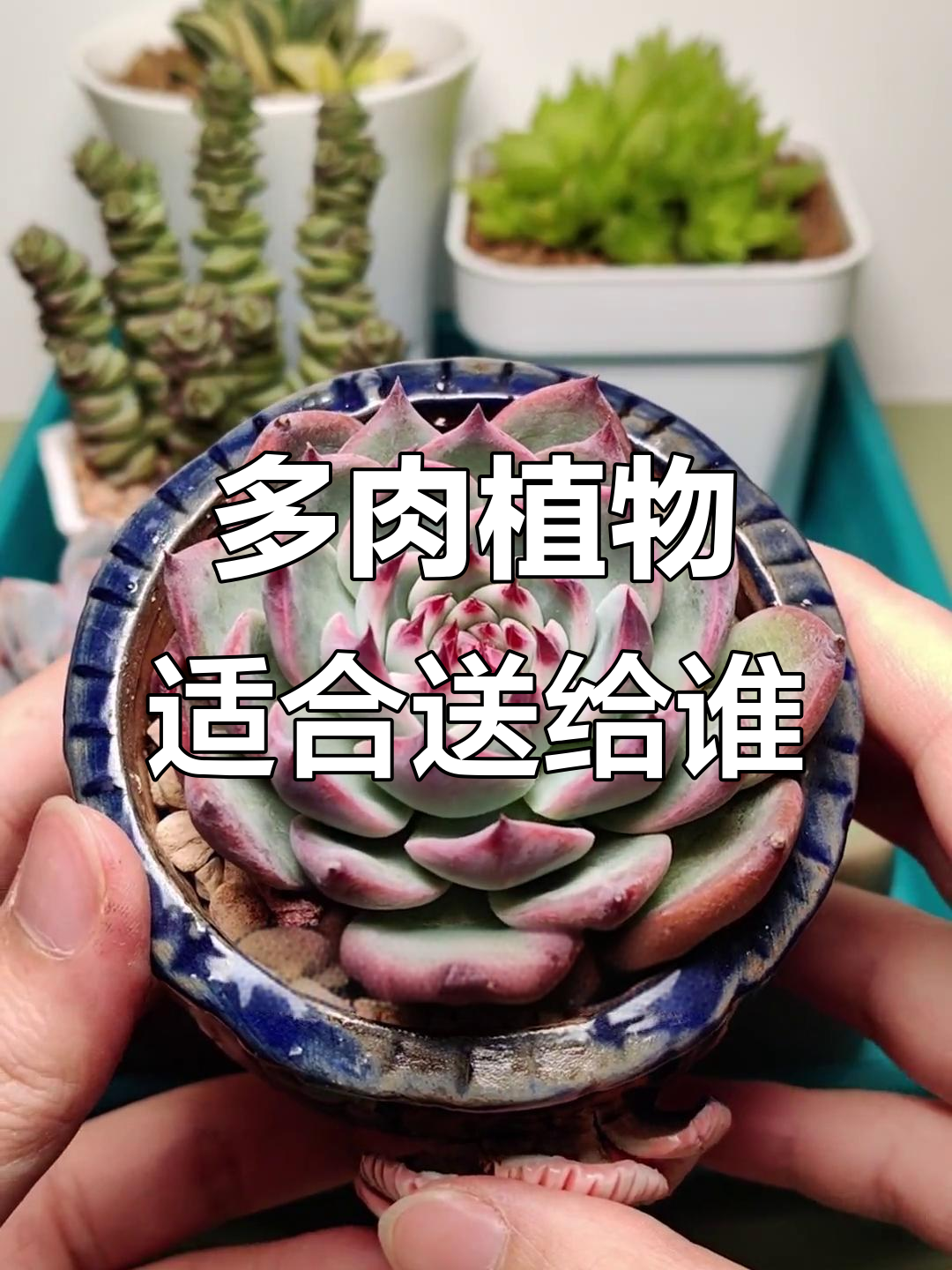 过年送多肉,选这些最合适!