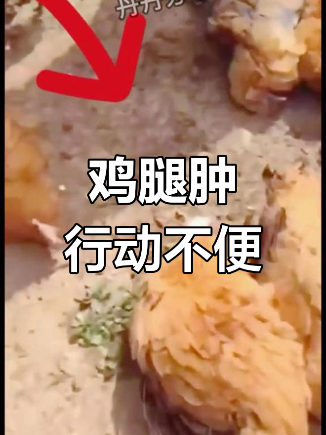 鸡走路一瘸一拐?警惕滑液囊支原体感染