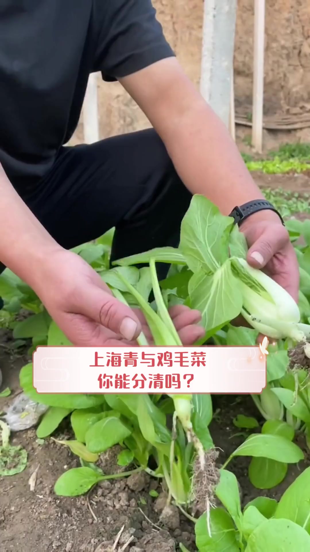 上海青与鸡毛菜,你能分清吗?
