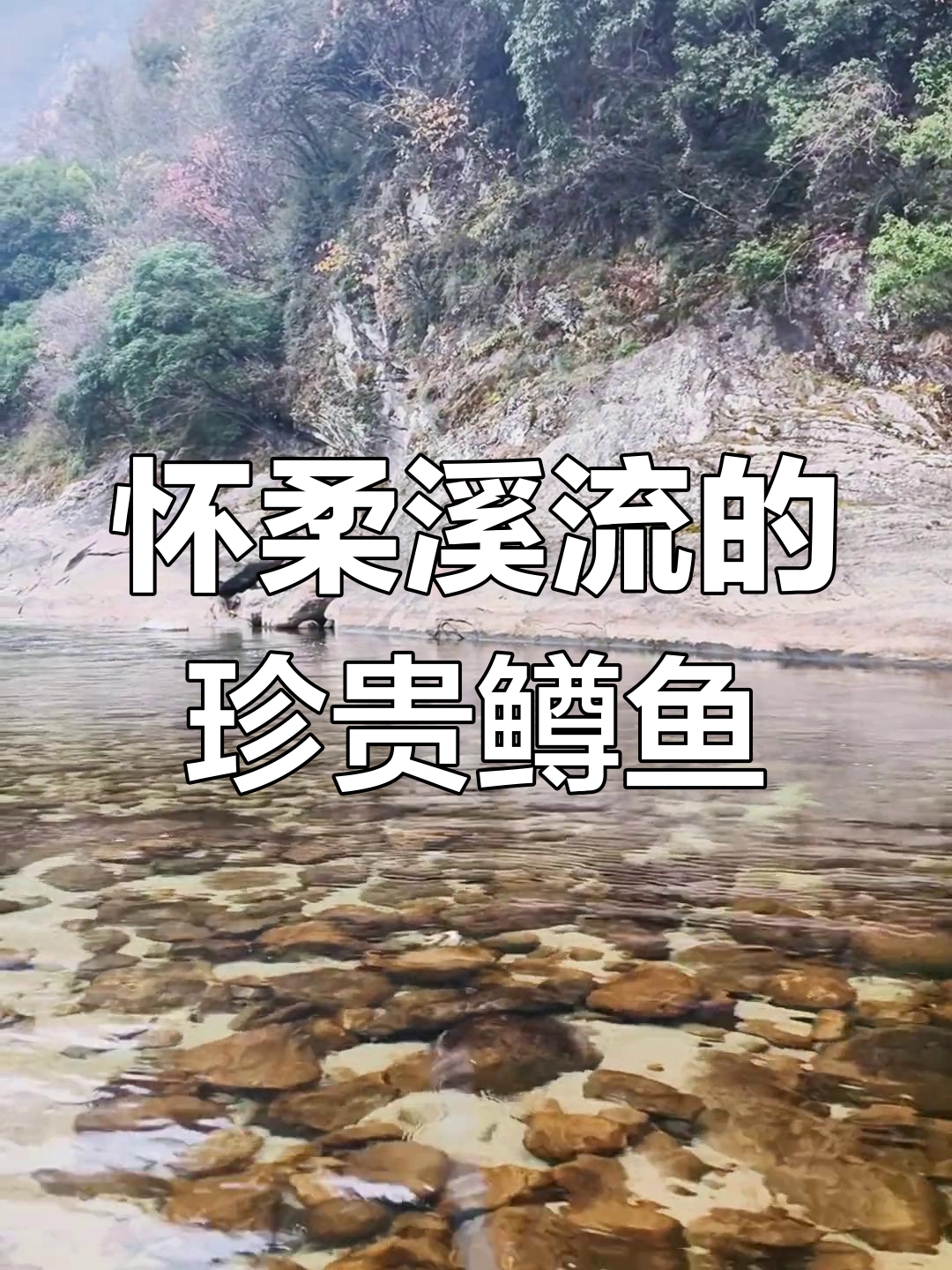 北京怀柔溪流藏有中国所有鳟鱼品种,冬季珍稀踪鱼大揭秘