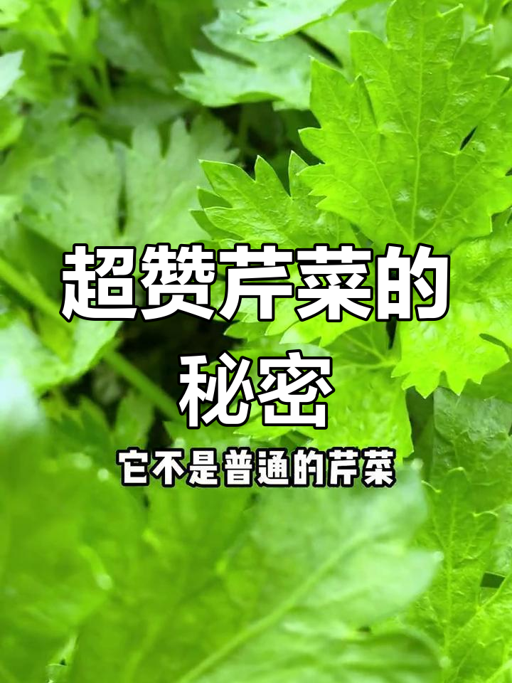 这款芹菜口感独特,纤维少、脆嫩可口,值得一试!