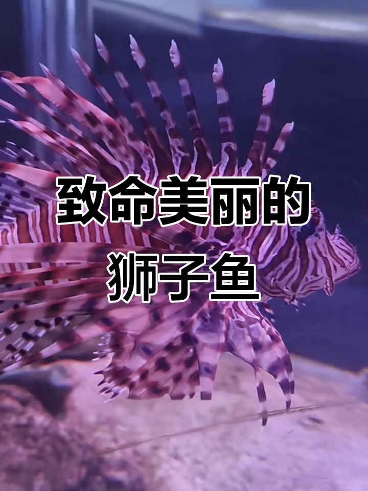 狮子鱼：美丽却致命的海洋生物，夜行捕食者