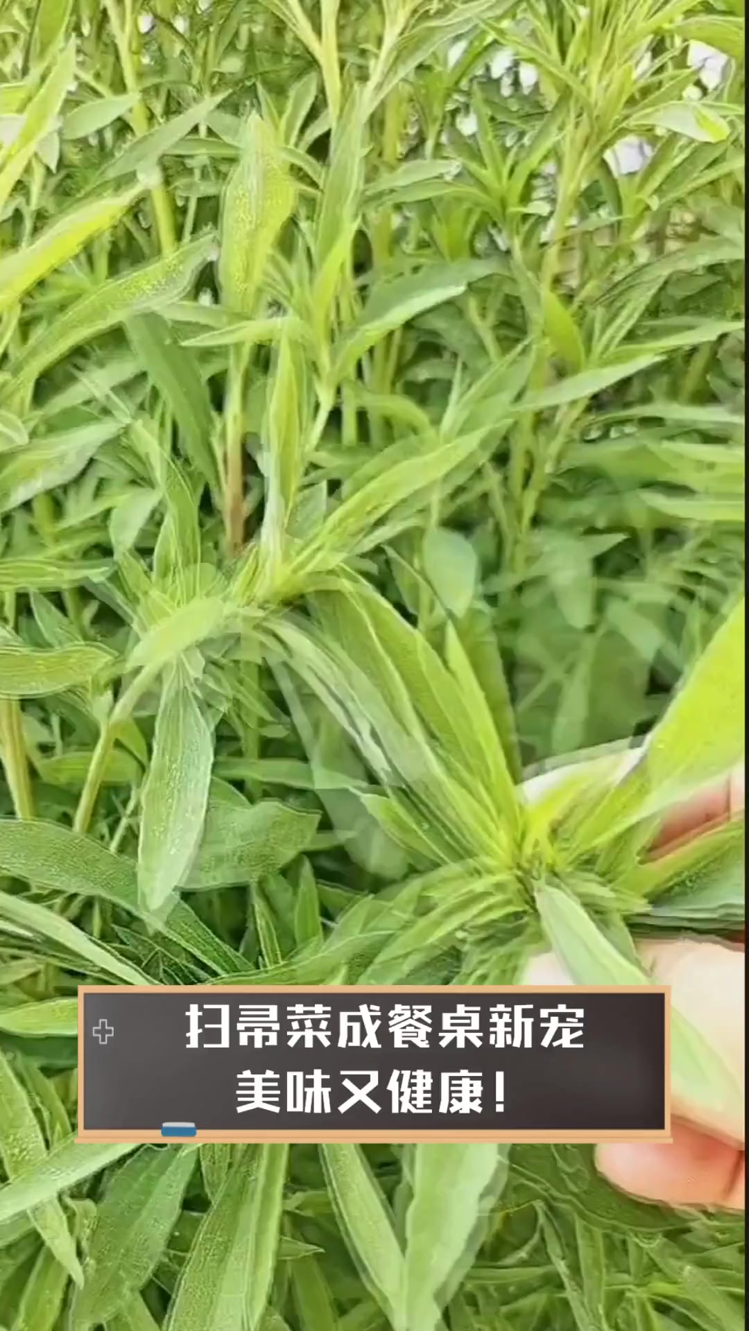 扫帚菜成餐桌新宠,美味又健康!