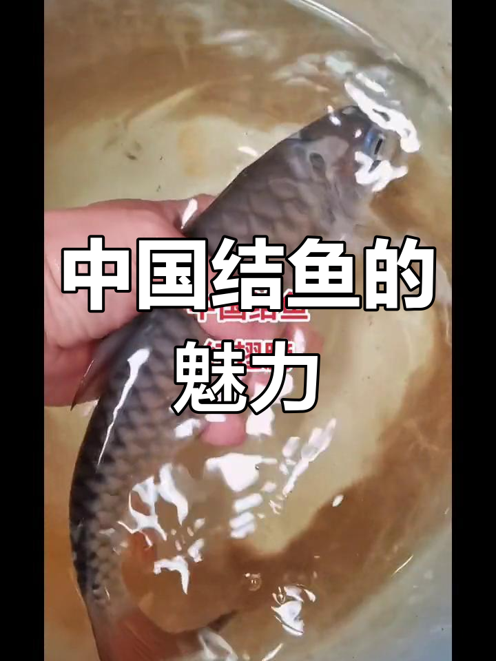 澜沧江特有鱼类:中国结鱼探秘