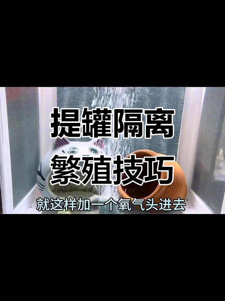 迷你鹦鹉鱼产卵后如何隔离,避免被吃掉?