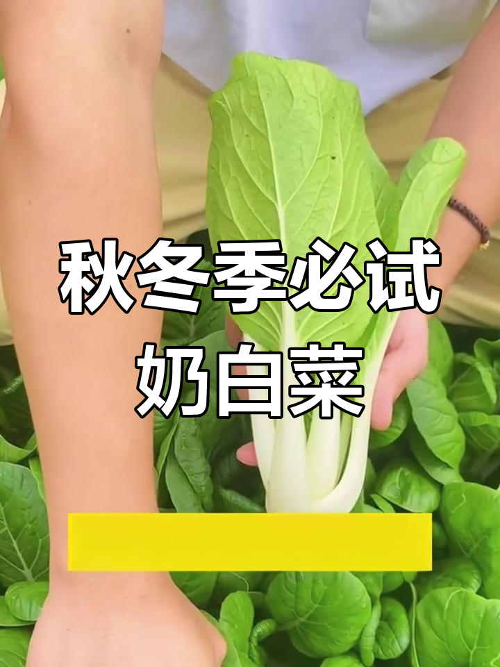 奶白菜秋冬必备,叶片厚实,汤火锅皆宜