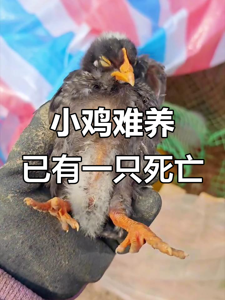 芦花鸡苗养殖挑战：一只小鸡不幸离世，其他九只仍在坚持