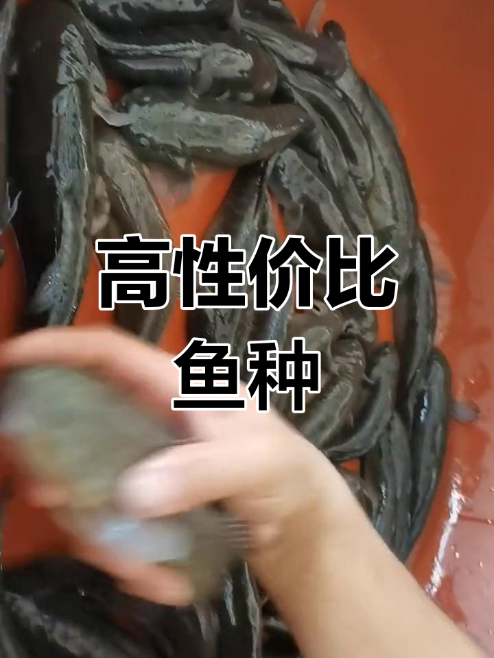 中华乌塘鳢:高性价比品种