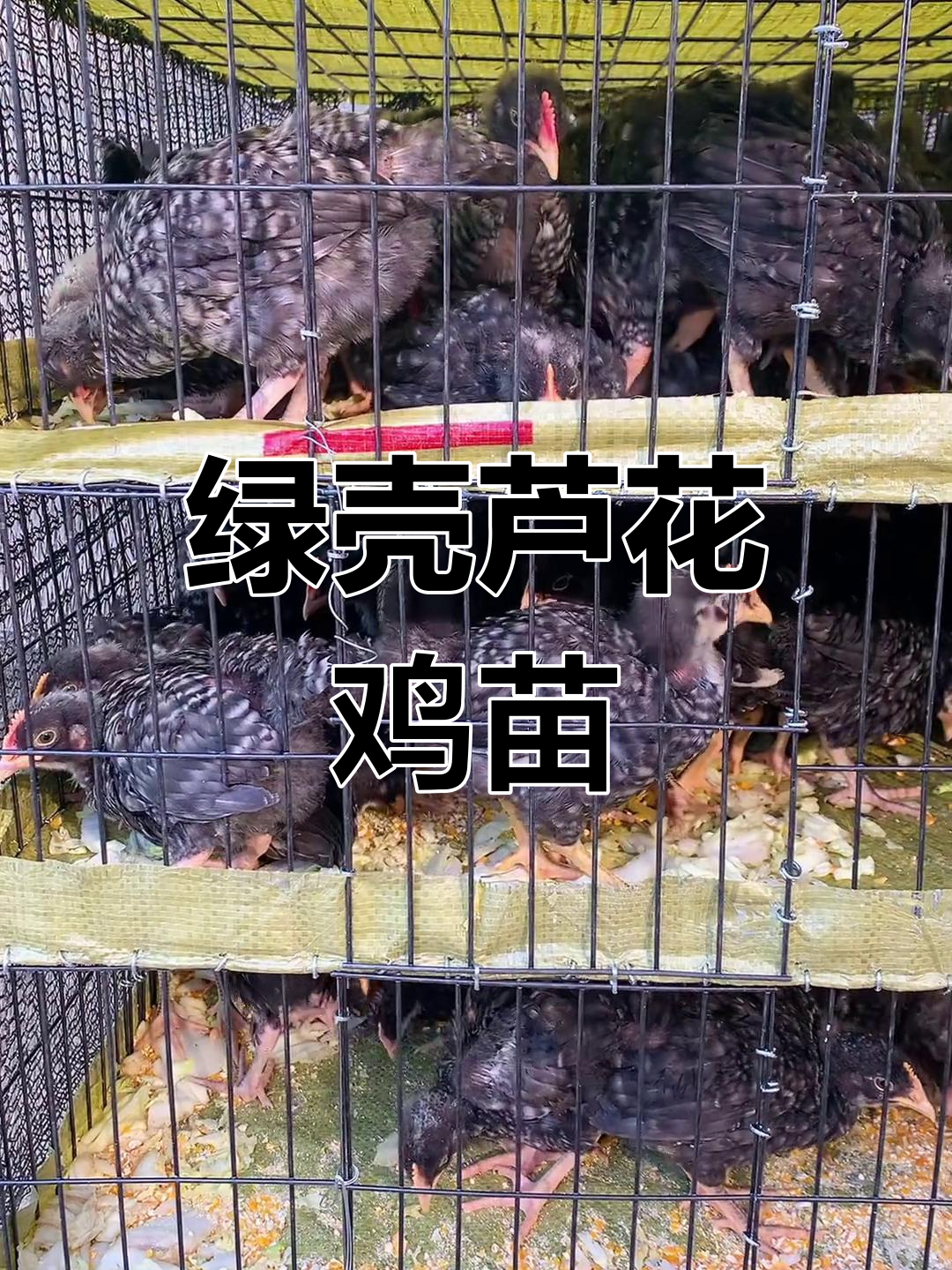 芦花鸡苗脱温防疫,绿色蛋壳年产量高