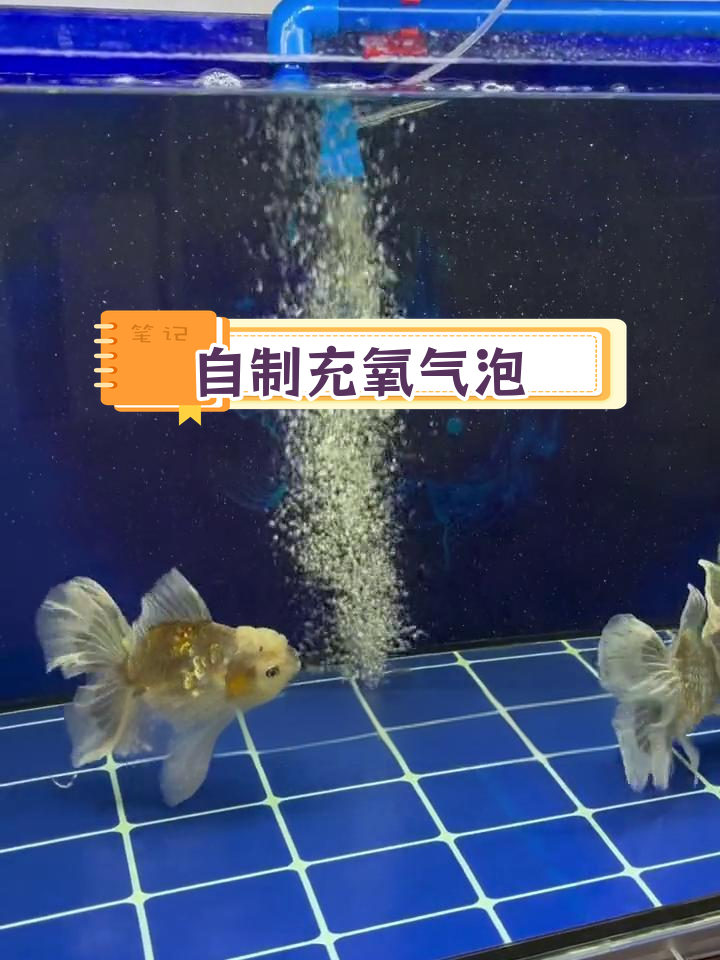 鱼缸出水口增氧改造教程