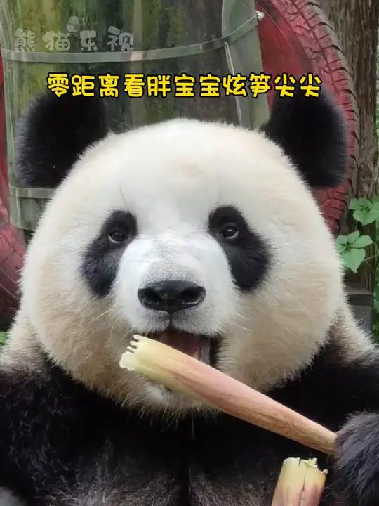 「大熊猫九九」时隔两个月,终于又看到哈猪咪的高萌吃播,炫笋尖尖,炫出一个大头贴!来这吸熊猫