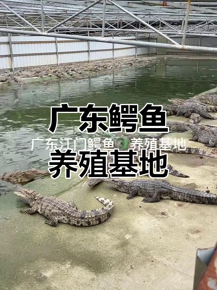 广东鳄鱼养殖基地:纯天然绿色食品,源头好货等你来合作