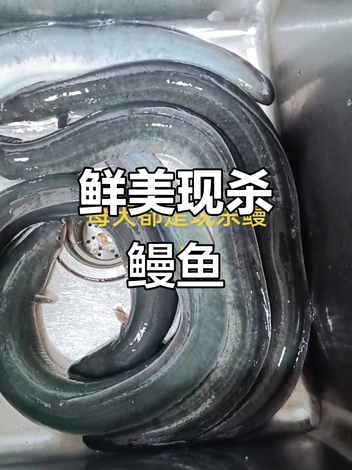 现杀鳗鱼,新鲜美味不容错过!