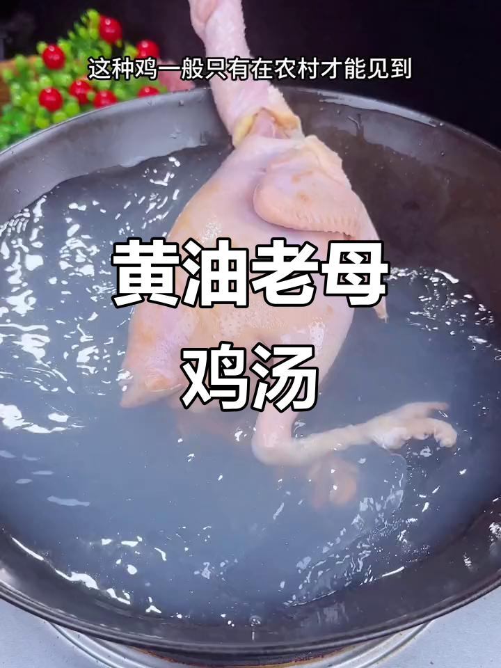 农村黄油老母鸡炖汤，香气扑鼻又营养满满