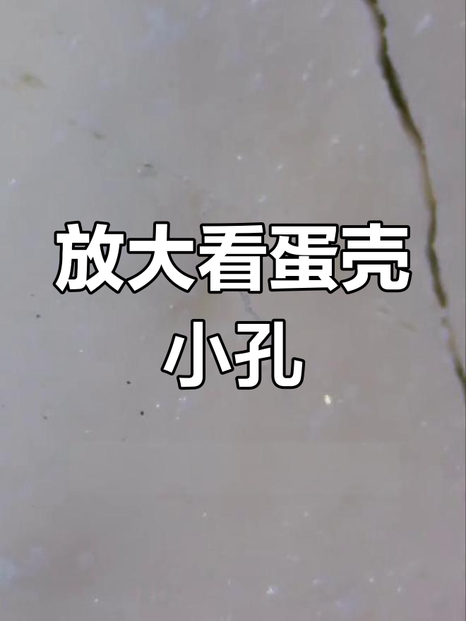 鸡蛋壳微观世界揭秘:成千上万的小孔