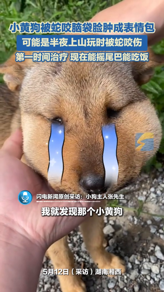 小黄狗被蛇咬脑袋脸肿成表情包,可能是半夜上山玩时被蛇咬伤