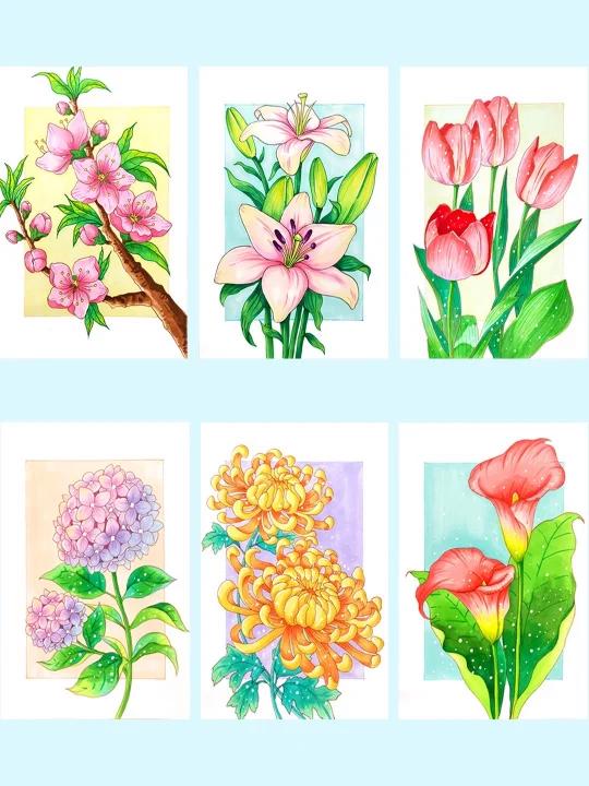 花卉,多肉单体练习,马克笔绘画系统课程