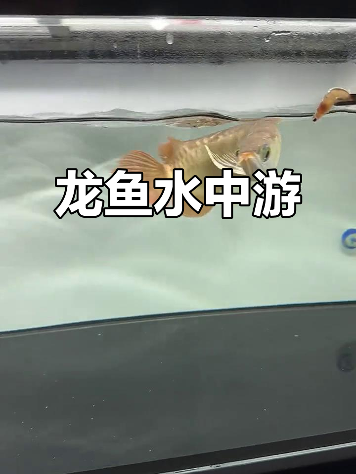 鱼儿的灵性与自由,龙鱼的魅力展示