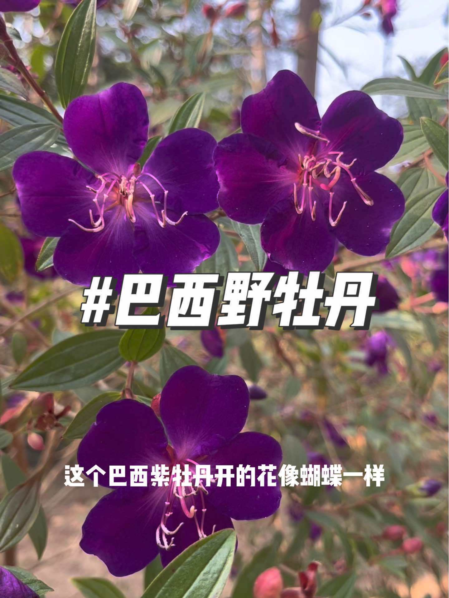 巴西紫牡丹又名野牡丹,开的花像蝴蝶一样随风翩翩起舞……在这遇见紫色花海 紫色系 好看的花一