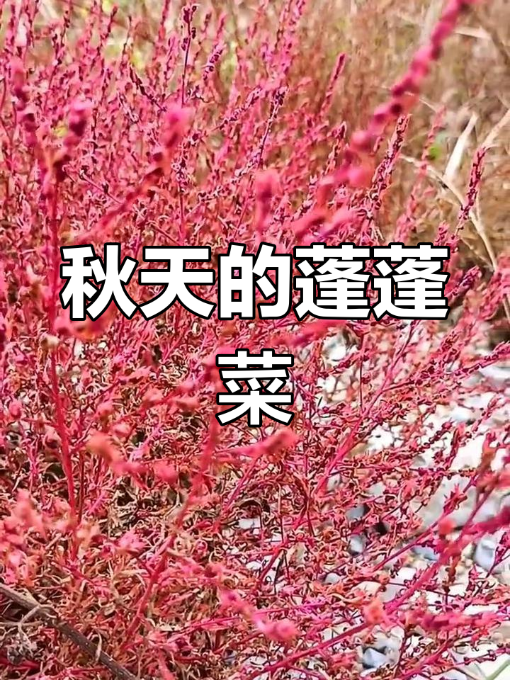 秋天里的蓬蓬菜,美丽又诱人!
