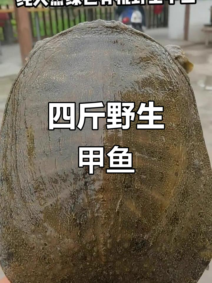 纯野生甲鱼大揭秘,四斤重超有野性!