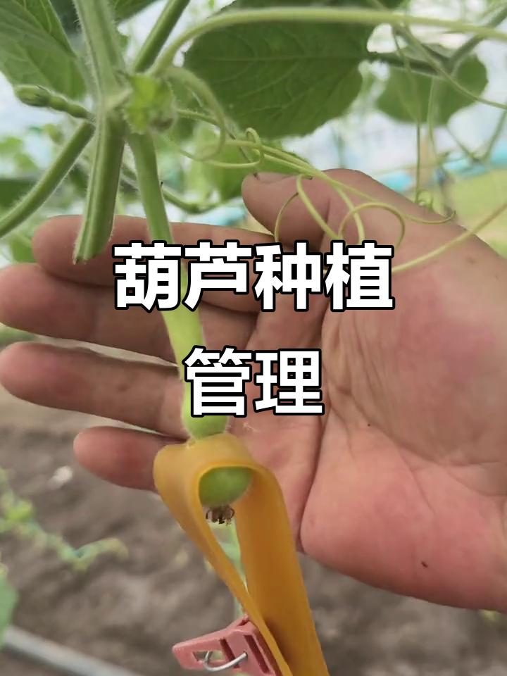 黑龙江葫芦种植大揭秘:粗嘴八宝葫芦的成长与挑战