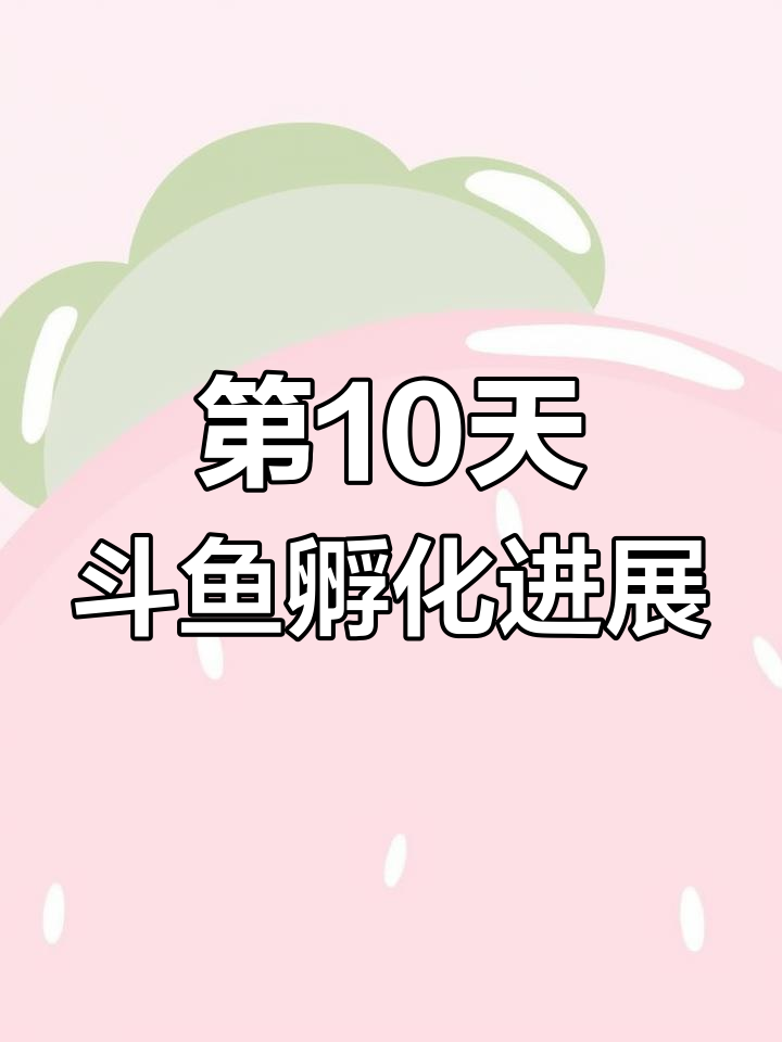 孵化第十天,斗鱼成长新变化