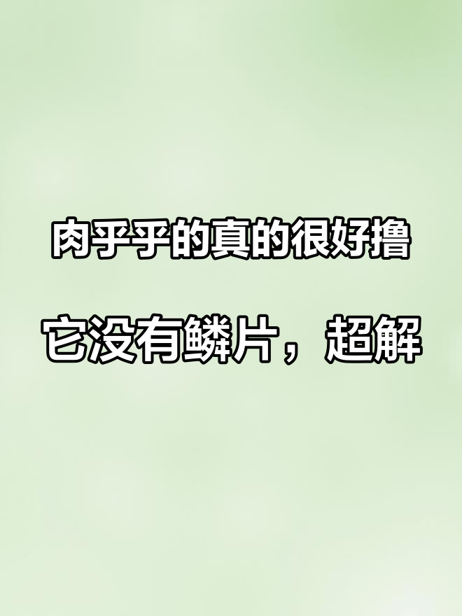 肉乎乎的真的很好撸,它没有鳞片,超解压!软乎乎肉乎乎,rua rua的手感,谁养谁知道~不