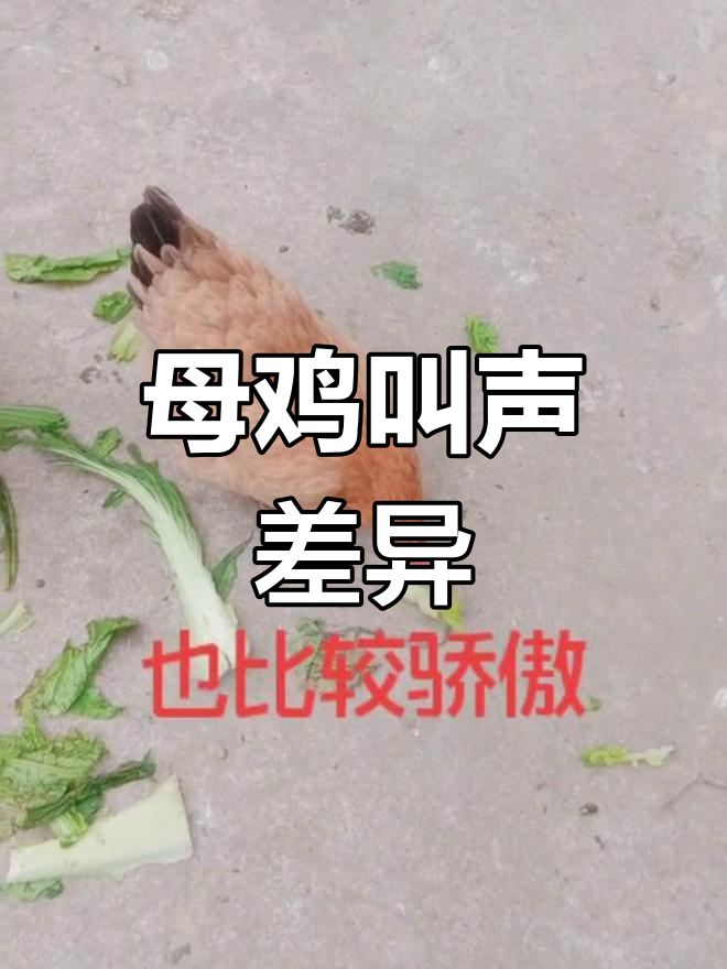 各地母鸡下蛋叫声大不同