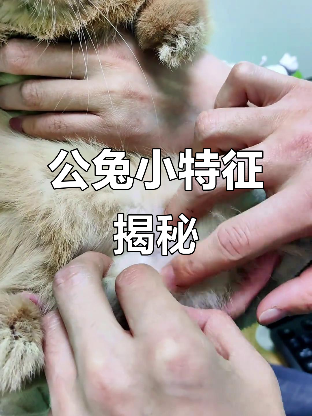 小公兔的蛋蛋变化,看看它长出来了没有