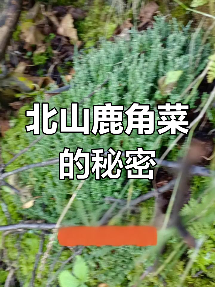 青海北山鹿角菜:雪域珍品,松林中的美味宝藏