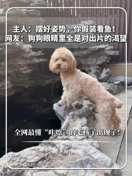 主人：摆好姿势，你假装看鱼！网友：狗狗眼睛里全是对出片的渴望。全网最懂“咔嚓”的毛孩子出现