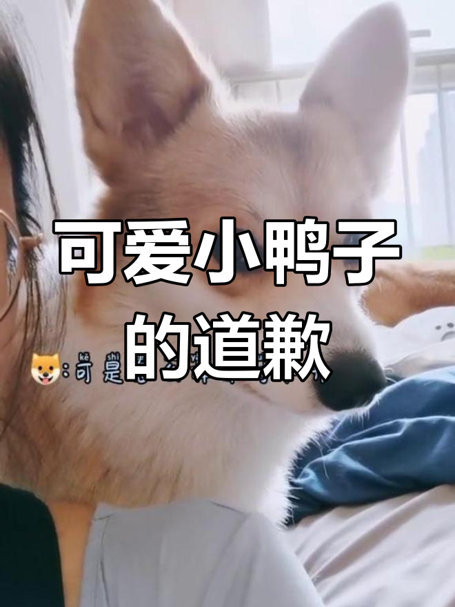 小鸭子排队道歉,萌态十足让人忍俊不禁