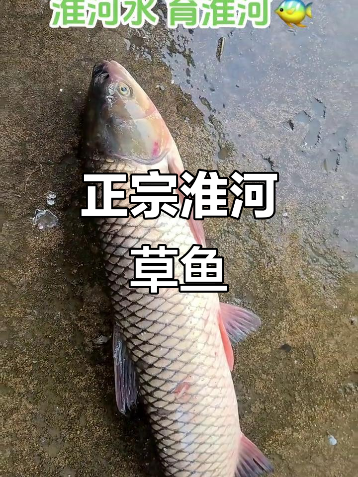 淮河草鱼,真正的河鲜美味!
