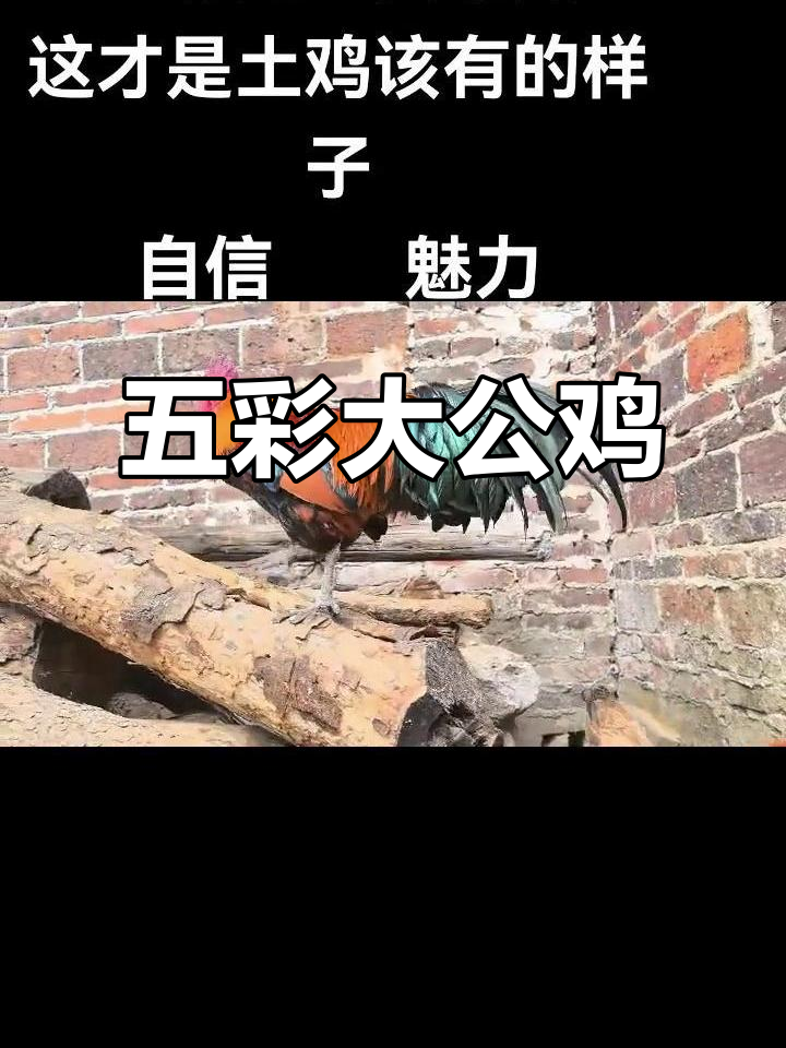 五彩大公鸡,雄赳赳气昂昂,农村养殖创业新风潮