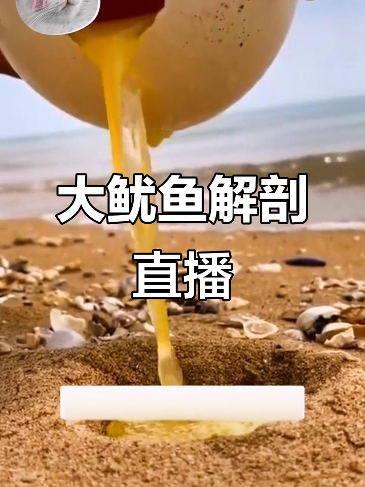 赶海抓大鱿鱼,情人节特供!