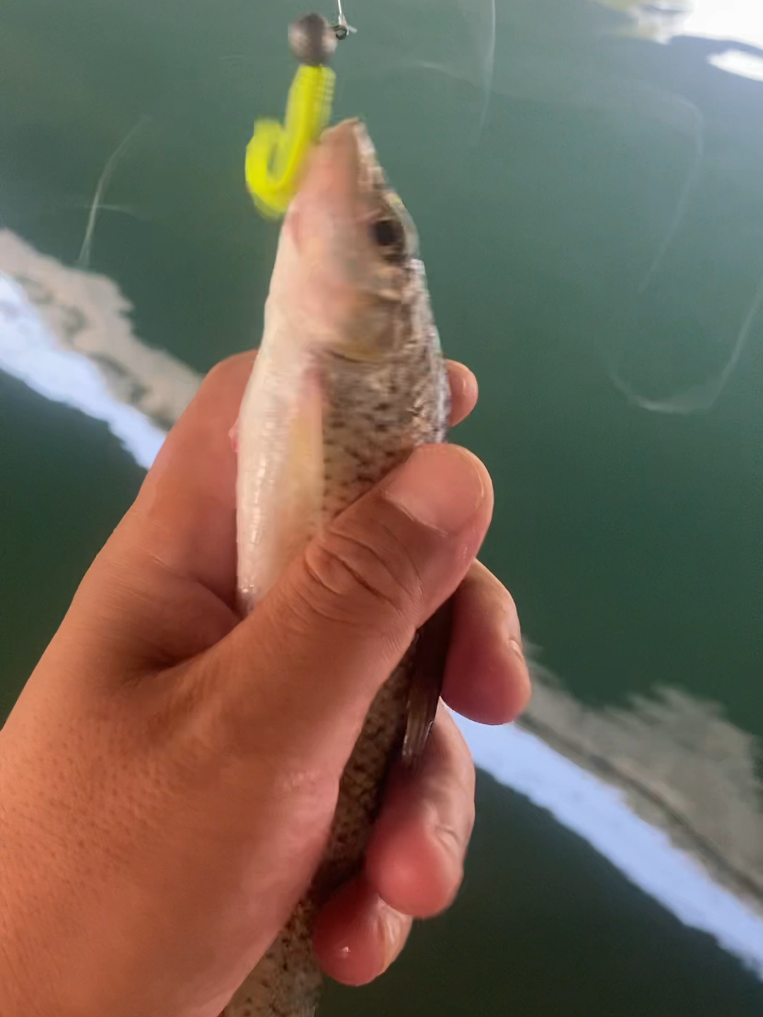 花骨鱼 花点鱼重唇鱼近亲