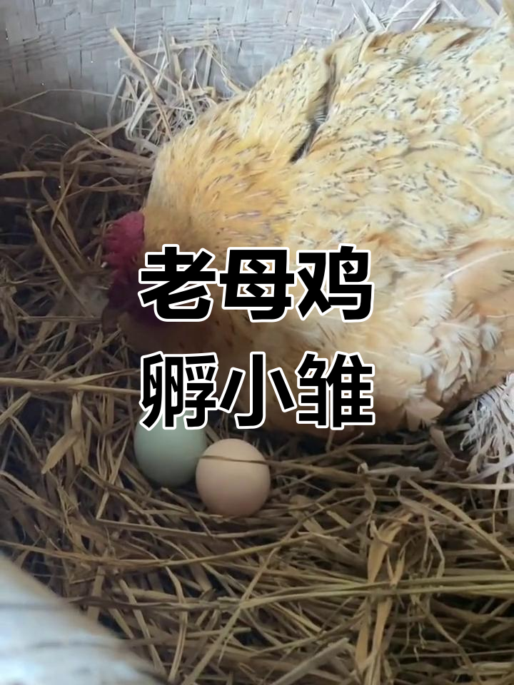 借母鸡孵化小鸡,蛋壳破裂瞬间太有趣了!
