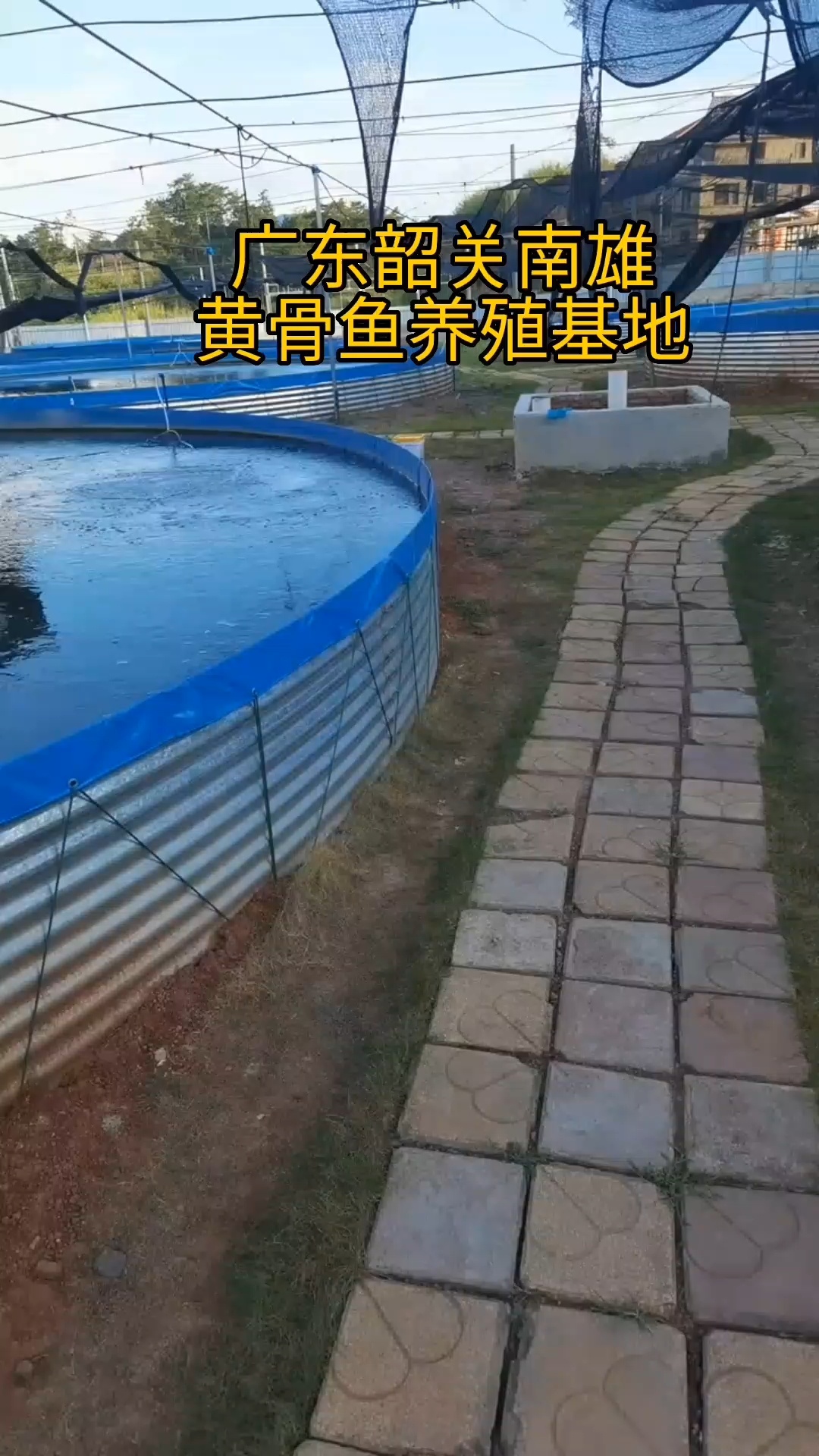 实拍客户养殖黄骨鱼基地!